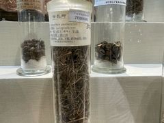-广东中医药博物馆