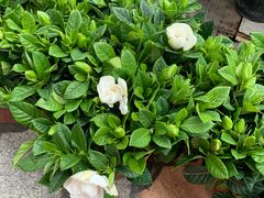 -秦美花卉(天朗·莱茵小城2期店)