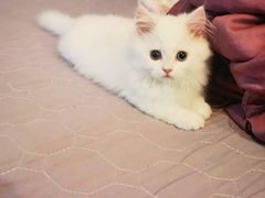 -帕帕拉兹宠物(亚洲旗舰店)