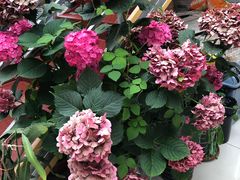 -北京白桦林彭兴全农家院