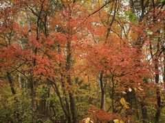-五营红松林海景区