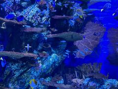 -上海海洋水族馆