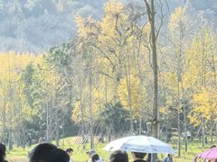 -千年银杏谷文化旅游区