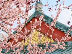 -桃花堤公园