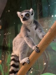 -Zoolung Zoolung动物主题公园(海信广场店)