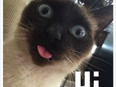-创凡宠物医院·骨专科  猫科中心(西乡分院)