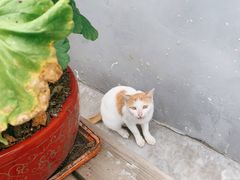 -康陵正德春饼宴26号