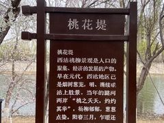 -桃花堤公园