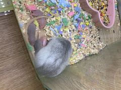 -藦茜花园宠物主题亲子互动体验馆(国顺东路店)