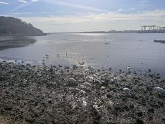 -烟墩角天鹅湖