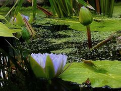 -国家植物园南园