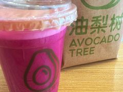 -油梨树AVOCADO TREE(望京店)