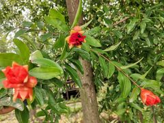 -合肥滨湖国家森林公园