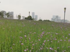 -深圳湾公园(南山区)