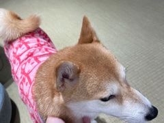 -逗柴咖啡屋·狗咖猫咖宠物桌游