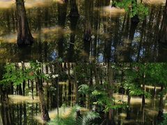 -桤木河湿地公园