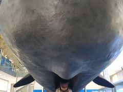 -上海海洋大学鱼文化博物馆(军工路校区)
