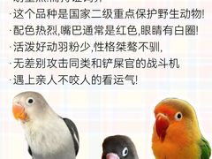 -爱侣宠医·鹦鹉专科·小型哺乳类·异宠专科(灵石路店)