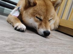 -柴迷FANS CLUB·柴犬狗咖·猫咖