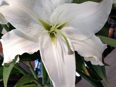 -Geneva日内瓦餐厅(西郊宝成花苑店)
