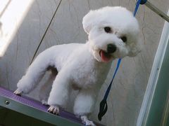 -福懋动物医院·犬猫全科·外科·重症科(杏林分院)