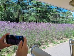 -上海滨江森林公园
