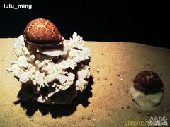 -亚龙湾中心广场·贝壳馆