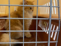 -袖虎·猫馆(体育西路店)