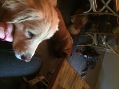 百好乐比萨-百好乐宠物友好餐厅(朝外大街店)