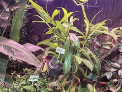 -正佳雨林生态植物园