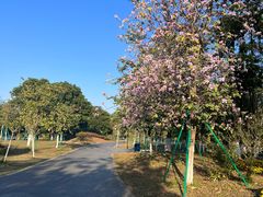 -东莞植物园
