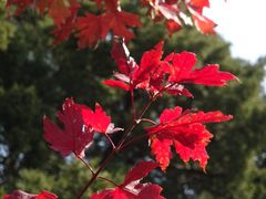 -北京西山国家森林公园