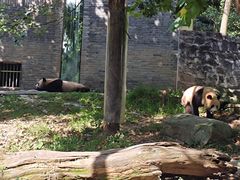 -都江堰中华大熊猫苑