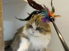 -十月米努特矮脚猫舍
