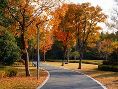 -昆山城市生态森林公园