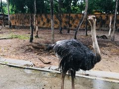 -清迈夜间动物园