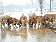 -西安秦岭野生动物园
