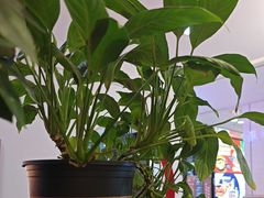 -怪噜范·老贵阳街头名小吃(鸿通城店)