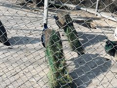 -金岛生态园烧烤露营地