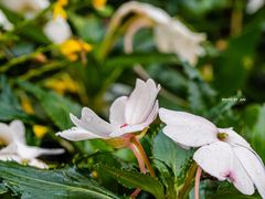 -深圳市中科院仙湖植物园