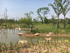 -上海长兴岛郊野公园