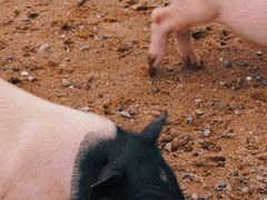 -前小桔亲子创意农场·草莓采摘·露营烧烤