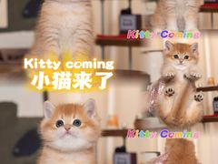 -小猫来了·猫舍(红山六九七九店)