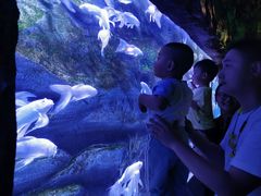 -芜湖新华联大白鲸海洋公园