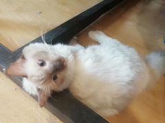 -万小咖.猫咖(中山路天虹店)