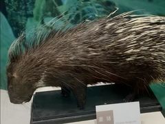 -国家自然博物馆