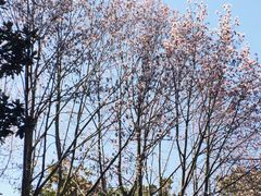 -上海共青森林公园