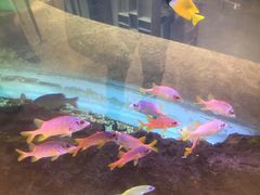 -协和菜馆(凤凰街店)