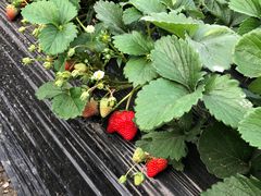 -小鱼草莓采摘园农家乐·小鱼餐厅