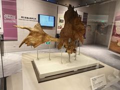 -北京周口店北京人遗址博物馆